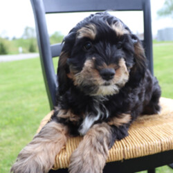 Adopt a dog:Sport/Cockapoo/Female/February 11, 2026,Hi, I'm Sport! I'm a 14-week-old male Cockapoo. My dad is a Poodle and my mom is a Cocker Spaniel. I have a beautiful black & tan coat, and I was born on February 11. I am ready now to plan my trip to my forever family. Once I reach my adult size, I'm expected to weigh between 12–30 lbs. I love to play fetch; it's my favorite game. When I get tired, I will come and curl up next to you so we can go to sleep.