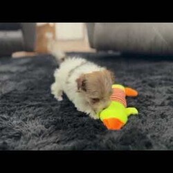 Gabby/Havanese									Puppy/Female	/10 Weeks,Hi, I’m Gabby I’m a beautiful caramel sable Havanese girl, born on 3/11/26, and I’ve got the sweetest little face with soft fluffy fur that makes everyone want to pick me up and cuddle me. I’m AKC registered and raised to be a loving companion. I’ve got a super sweet personality and love being around people. I enjoy exploring, playing, and then curling up right next to you for some quiet cuddle time. I’m the kind of puppy that will always want to be close to my family. I come up to date on all my shots and dewormings, I’m microchipped, and I’ll come with a health guarantee so you can feel confident bringing me home. I’m ready to find my forever home and be your little best friend Call or text to make me yours: 