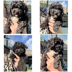 Cavapoo puppies /Cavapoo/Female/Sex: Female,3 females left. Fully vet health checked, first vaccination, micro chipped and wormed. Happy little playful balls of fluff. Brought up in a house with another dog and 2 cats. Very well handled. 