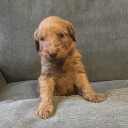 Irish doodle pups/Irish Doodle/Female/Sex: Mixed Litter,Beautiful irish doodle pups, mother is an Irish doodle and there father is a standard poodle, I have 1 male and 4 females remaining. They have received there first vaccinations and are microchiped.