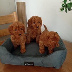Adopt a dog:Cockapoo puppies/Cockapoo/Female/Sex: Mixed Litter,Beautiful cockapoo puppies male and female available. Received first vaccination and full heath check.