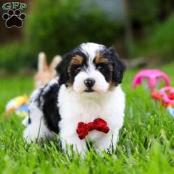 Jeremiah/Havapoo									Puppy/Male	/8 Weeks,Hi, I’m Jeremiah! I’m a very cute Havapoo puppy, and I’m a boy with the softest fur and the sweetest heart. I love cuddles, tiny naps, and following my people everywhere because being close makes my tail wag like crazy. Everyone says I’m so sweet, and I think it’s because I give the best puppy kisses and always try to make people smile. I’m still little, but I already know I’m very loved. I come from the best parents ever.