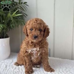 Buddy/Cockapoo									Puppy/Male	/March 27th, 2026, Buddy is a lovable , adorable and friendly puppy !  He is up-to-date on his vaccinations, dewormer also be checked. Lacy(mom)weighs 27 pounds and Toby(Dad) 11 pounds. He will take a blanket, toy, and some puppy food along to his new home. To make the transition easier! Must see this handsome fellow!