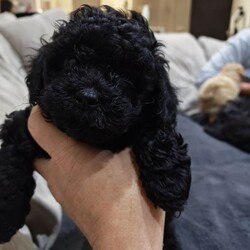 Adopt a dog:Schoodle pups for sale /Shihpoo/Female/Sex: Female,Last two puppies from our girl Luna, girl dogs both jet black. 9 weeks old this Friday, will be fully vaccinated and micro chipped