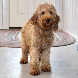 Fiasco/Mini Goldendoodle									Puppy/Male	/8 Weeks,Here comes a beautiful red Mini Goldendoodle puppy who is family raised and well socialized with children. This cutie comes up to date on shots and dewormer and is vet checked! The breeder offers a health guarantee as well. If you are searching for a cheerful puppy to add to your family contact us today!