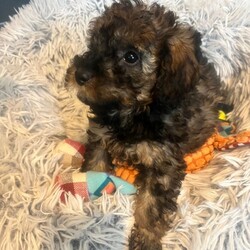 Super tiny toy poodles pra clear last girl ready now/Toy Poodle/Female/Sex: Female,Super tiny Toy poodle puppies last gorgeous sable little girl left shown in main pic they have the most amazing markings, mam Molly is a family pet and this is her first and only litter she is a chocolate phantom with a lovely nature, dad rico is a local tri stud dog kc registered and fully health checked again with a lovely nature.