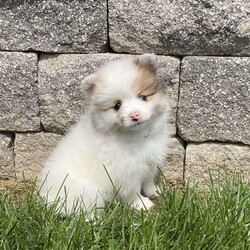 Winnie/Pomeranian									Puppy/Female	/March 10th, 2026,Hi, look at me, I’m a beautiful, and cuddly AKC Pomeranian puppy. I’m healthy, happy, and playful! I love playing with my siblings and with children! I’m vaccinated, dewormed, and microchipped. For more information or to schedule a visit to see me, call or text Neva, Monday through Saturday. All Sunday calls will be returned Monday.