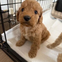 Cockapoo puppies/Cockapoo/Female/Sex: Mixed Litter,Here we have our Millie’s 6 beautiful baby’s looking for there forever future 