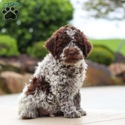 Bluey/Lagotto Romagnolo									Puppy/Male	/9 Weeks,Meet me, Bluey! I’m a very cute AKC Lagotto puppy with a fluffy, curly coat and a fun-loving personality that keeps everyone smiling. I love exploring new things, playing with my toys, and following my favorite people wherever they go. I’m curious, affectionate, and always ready for cuddle time after a day of adventures. With my sweet nature and adorable face, I’m sure to bring lots of joy, laughter, and love to my forever family!