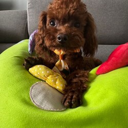 Adopt a dog:Asian Toy Poodle/Toy Poodle/Female/Sex: Male,Selling our lovely health tested boy. Both parents are Asian Toy Poodles. Very small boy, smaller than regular Toy Poodles.