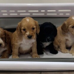 Adopt a dog:Beautiful cockapoo puppys/Cockapoo/Female/Sex: Mixed Litter,READY NOW!! I would like to introduce these beautiful, playful, adventurous puppy’s into the world looking for their forever 5* homes.