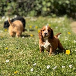 Adopt a dog:Beautiful cockapoo puppys/Cockapoo/Female/Sex: Mixed Litter,READY NOW!! I would like to introduce these beautiful, playful, adventurous puppy’s into the world looking for their forever 5* homes.