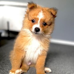 10 weeks old male Pomeranian puppy £900/Pomeranian/Female/Sex: Male, Adorable Pomeranian Puppy Ready for His Forever Home 1 Left   