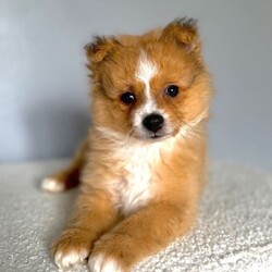 10 weeks old male Pomeranian puppy £900/Pomeranian/Female/Sex: Male, Adorable Pomeranian Puppy Ready for His Forever Home 1 Left   
