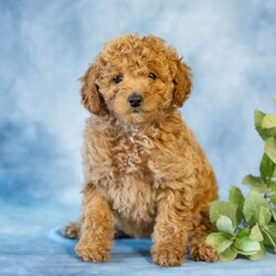 Anita/Toy Poodle									Puppy/Female	/March 31st, 2026