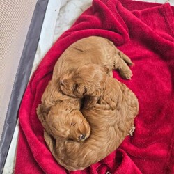F1B Cavapoo Puppies/Cavapoo/Female/Sex: Mixed Litter,1 x boy and 1 x girl Cavapoo puppies who will be available from 19th May 2026.  These puppies have been brought up in a family home with a 7 year old boy so they are used to children and household noises.  Mum is an F1 Cavapoo and dad is a KC registered Toy Poodle who has been health checked, pictures of dad and his papers can be seen by request.  Both puppies are pure red and very active, they will be vaccinated, microchipped and wormed before they are rehomed 