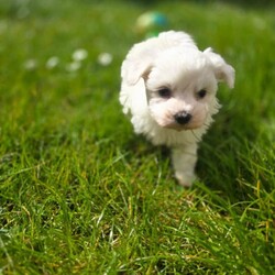 Adorable tiny Maltese /Maltese/Female/Sex: Mixed Litter,Adorable & Purebred Maltese Puppies – Ready for Their Forever Home!