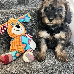 Super tiny toy poodles pra clear last girl ready now/Toy Poodle/Female/Sex: Female,Super tiny Toy poodle puppies last gorgeous sable little girl left shown in main pic they have the most amazing markings, mam Molly is a family pet and this is her first and only litter she is a chocolate phantom with a lovely nature, dad rico is a local tri stud dog kc registered and fully health checked again with a lovely nature.