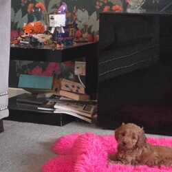 F1B Cavapoo Puppies/Cavapoo/Female/Sex: Mixed Litter,1 x boy and 1 x girl Cavapoo puppies who will be available from 19th May 2026.  These puppies have been brought up in a family home with a 7 year old boy so they are used to children and household noises.  Mum is an F1 Cavapoo and dad is a KC registered Toy Poodle who has been health checked, pictures of dad and his papers can be seen by request.  Both puppies are pure red and very active, they will be vaccinated, microchipped and wormed before they are rehomed 