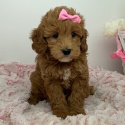 Adopt a dog:Zoe/Goldendoodle/Female/March 31, 2026,Hi, I'm Zoe! I'm a 7-week-old female Goldendoodle. My dad is a Poodle and my mom is a Goldendoodle. I have a beautiful red coat, and I was born on March 31. I'll be ready to go home to my forever family after May 26, once I'm grown enough to leave my litter. I'm looking forward to filling your life with love and wagging tails.