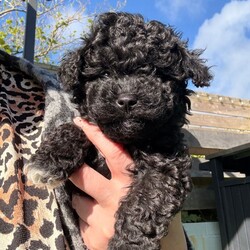Cavapoo puppies /Cavapoo/Female/Sex: Female,3 females left. Fully vet health checked, first vaccination, micro chipped and wormed. Happy little playful balls of fluff. Brought up in a house with another dog and 2 cats. Very well handled. 