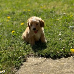 Adopt a dog:Beautiful cockapoo puppys/Cockapoo/Female/Sex: Mixed Litter,READY NOW!! I would like to introduce these beautiful, playful, adventurous puppy’s into the world looking for their forever 5* homes.