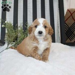 Fiasco/Mini Goldendoodle									Puppy/Male	/8 Weeks,Here comes a beautiful red Mini Goldendoodle puppy who is family raised and well socialized with children. This cutie comes up to date on shots and dewormer and is vet checked! The breeder offers a health guarantee as well. If you are searching for a cheerful puppy to add to your family contact us today!