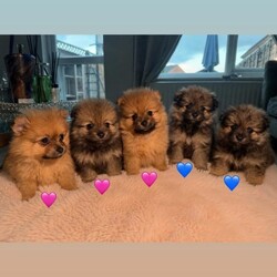 Pomeranian pups ready now /Pomeranian/Female/Sex: Mixed Litter,Beautiful litter of Pomeranian pups ready now, no time wasters, serious buyers only 