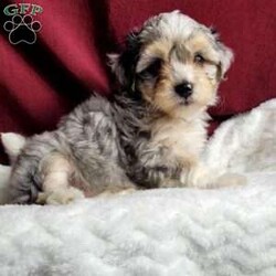 Rufus/Maltipoo									Puppy/Male	/8 Weeks,Rufus is a very sweet and well socialized puppy. He loves to play with children. His mom is a 6-lb Maltese and dad is an 8 lb poodle, He is an F1 maltipoo pup, and can be delivered to your doorstep for an additional charge. Please contact us to make sweet Rufus your very own puppy!