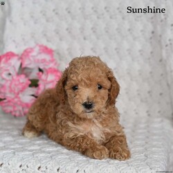 Sunshine/Toy Poodle									Puppy/Female	/7 Weeks,Sunshine is a beautiful Toy Poodle puppy who is looking for a loving forever home! She is full of charm, sweetness, and playful energy, making her a wonderful companion .Sunshine loves attention and enjoys being around people, and her affectionate personality is sure to brighten every day. With her adorable looks and loving nature, she is ready to become a special part of her new family.