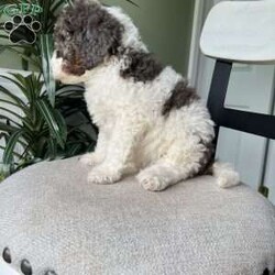 Max/Standard Poodle									Puppy/Male	/April 4th, 2026,Meet Max! A standard poodle pup who will mature to approximately 50-65lbs! He will have the true curly poodle coat! 