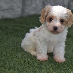 Alex/Cavachon									Puppy/Male	/10 Weeks,Alex is a sweet little puppy. That’s very active playful and loves to play with my two daughters. He has been raised from sound parents.