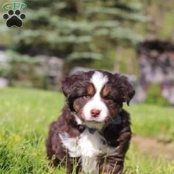 Tucker/Australian Shepherd									Puppy/Male	/7 Weeks,Meet Tucker, an adorable AKC Australian Shepherd puppy with a fun-loving personality and a heart full of affection! This handsome little boy is always ready for his next adventure, whether he’s playing with his favorite toys, exploring the outdoors, or curling up beside you for cuddle time after a busy day. With his soft fluffy coat, bright expressive eyes, and intelligent nature, Tucker is sure to steal the hearts of everyone he meets. Australian Shepherds are known for their loyalty, intelligence, and loving personalities, making Tucker an excellent companion for families, active individuals, or anyone searching for a faithful best friend.