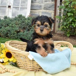 Skittles/Havanese Mix									Puppy/Female	/March 21st, 2026