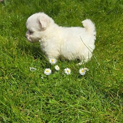 Adorable tiny Maltese /Maltese/Female/Sex: Mixed Litter,Adorable & Purebred Maltese Puppies – Ready for Their Forever Home!