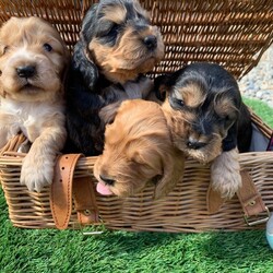 Adopt a dog:(Show Type Cocker Spaniel) puppies 4X/Cocker Spaniel/Female/Sex: Female,Our girl a (show type Cocker spaniel) has had a beautiful little of four stunning little girl puppies that we are now looking to home