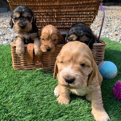 Adopt a dog:(Show Type Cocker Spaniel) puppies 4X/Cocker Spaniel/Female/Sex: Female,Our girl a (show type Cocker spaniel) has had a beautiful little of four stunning little girl puppies that we are now looking to home