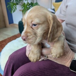 Adopt a dog:Stunning Cocker Spaniel Puppies /Cocker Spaniel/Female/Sex: Male,We have 4 stunning Cocker Spaniel Puppies looking for their new forever homes. Mum and dad have very impressive pedigree bloodlines with many Field Trial Champion's in their genes. Both mum and dad have lovely temperaments and can be seen with the puppies as they are our family pets. Each will have been microchipped, wormed from 2 weeks old, have been vet checked and will have had their first vaccination. Please get in touch for more details or to come and view our gorgeous puppies. We have 3 black males and one golden male. Thank