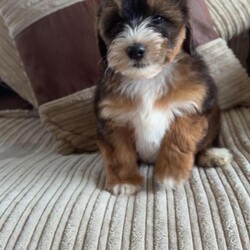 Adopt a dog:Georgous F1b Lhasapoo puppies 1 boy remaining /Lhasapoo/Female/Sex: Mixed Litter,Due to a change of circumstances the couple who reserved him can no longer take him 1 boy remaining he will have his second vaccine today so won’t need anything till he’s booster at 1yr