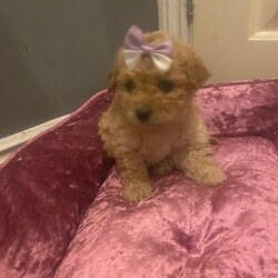 Adopt a dog:Lovely red toy maltipoo puppy/Maltipoo/Female/Sex: Female,We have two beautiful female puppies that now ready to go to their forever loving homes they are very loving and playful they have been brought up in our family home with 2 young children they are using training pad and eat dry food they have been microchipped we would like our puppies go to five star forever homes please