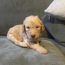 Irish doodle pups/Irish Doodle/Female/Sex: Mixed Litter,Beautiful irish doodle pups, mother is an Irish doodle and there father is a standard poodle, I have 1 male and 4 females remaining. They have received there first vaccinations and are microchiped.