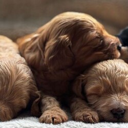Adopt a dog:F1B Toy Cockapoos  Hypoallergenic Health tested/Cockapoo/Female/Sex: Mixed Litter,Puppies available for reservation! READY TO LEAVE 19th June! Wievings available!
