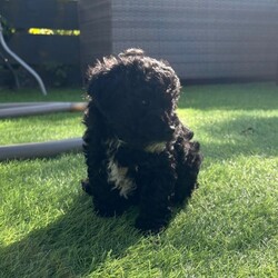 Cavapoo puppies /Cavapoo/Female/Sex: Female,3 females left. Fully vet health checked, first vaccination, micro chipped and wormed. Happy little playful balls of fluff. Brought up in a house with another dog and 2 cats. Very well handled. 