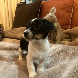Super jack Russell puppy looking for her forever home/Jack Russell/Female/Sex: Female,One little jack Russell girl looking for her loving forever homes. She's been vet checked, microchipped, fully vaccinated and wormed to date. She as a lovely friendly personality, she is used to all household activities, she is used to children and other pets. Viewing is highly recommended of this truly sweet girl. If you would like anymore information or to view her please give me a call thank you 