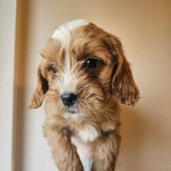 Adopt a dog:beautiful cockapoos/Cockapoo/Female/Sex: Mixed Litter,Here we have a beautiful litter of 9 cockapoos. Mom is a lovely pet we have had since 8 weeks old. And dad is a minature red poodle we used as a stud. Both parents have been health tested and are clear of everything.