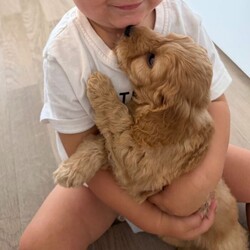Cockapoo puppies/Cockapoo/Female/Sex: Mixed Litter,Here we have our Millie’s 6 beautiful baby’s looking for there forever future 