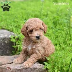 Sunshine/Toy Poodle									Puppy/Female	/7 Weeks,Sunshine is a beautiful Toy Poodle puppy who is looking for a loving forever home! She is full of charm, sweetness, and playful energy, making her a wonderful companion .Sunshine loves attention and enjoys being around people, and her affectionate personality is sure to brighten every day. With her adorable looks and loving nature, she is ready to become a special part of her new family.