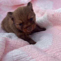 Adopt a dog:Pomeranian puppies /Pomeranian/Female/Sex: Mixed Litter,I have a beautiful litter of puppies 2 beautiful girls and 2 beautiful boys all are stunning and have beautiful coulers they will all be microchipped and vaccinated and wormed and flead before they leave mum and dad can be seen and are family pets they will leave with a puppy pack with toys blankets with mums scent etc. please feel free to contact for more information and pics thank you