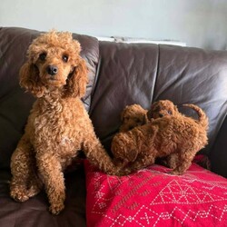 Adopt a dog:Toy poodle/Poodle/Female/Sex: Mixed Litter,Toy poodle.dad is a very tiny toy kc reg poodle and mum is a toy as well.they are defleat,will be vaccinated and microchiped.thank you.