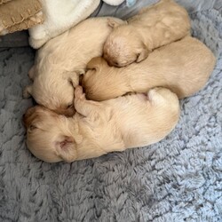 CavaCoton poos puppies/Cockapoo/Female/Sex: Mixed Litter,3 cavacoton poos 1 boy 2 girls left they will come with there first injections and micro chip also a blanket a bag of food collar and lead 